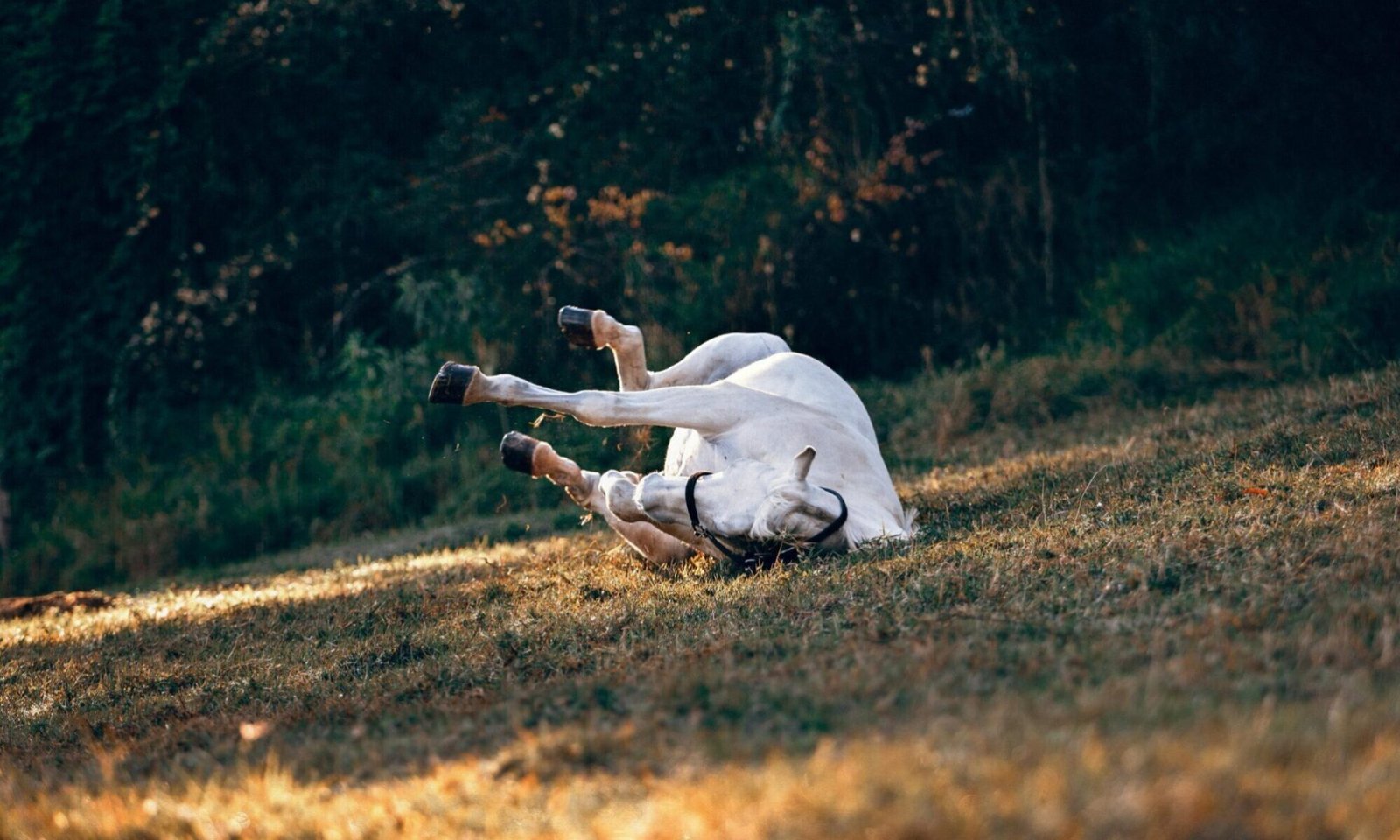 weisses pferd waelzen 1996336