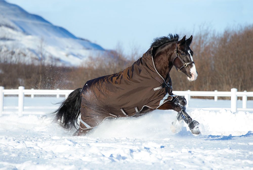 horsewaredeckepferdimschnee