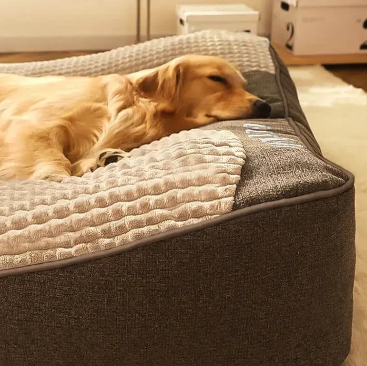 hundimhundebettschlafend